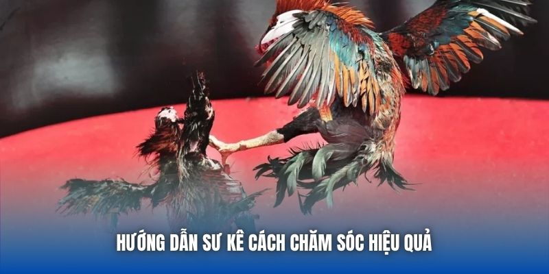 Hướng dẫn sư kê cách chăm sóc hiệu quả