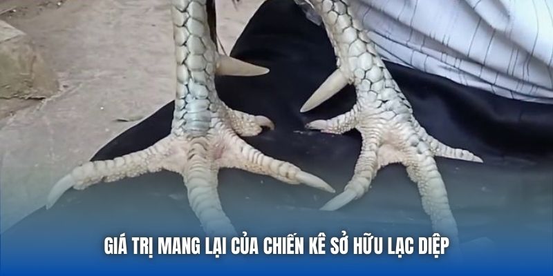 Giá trị mang lại của chiến kê sở hữu lạc diệp