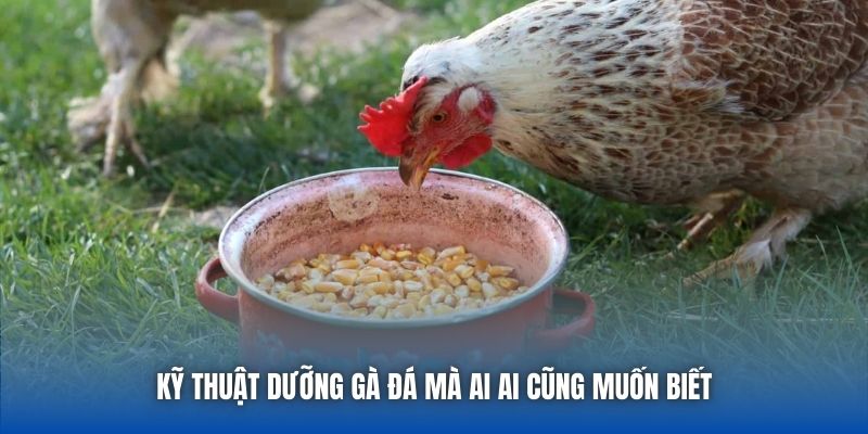Kỹ thuật dưỡng gà đá mà ai ai cũng muốn biết