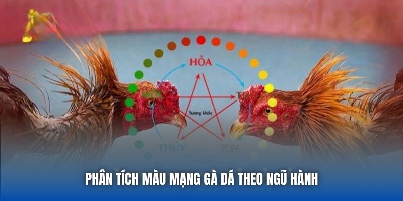 Phân tích màu mạng gà đá theo ngũ hành