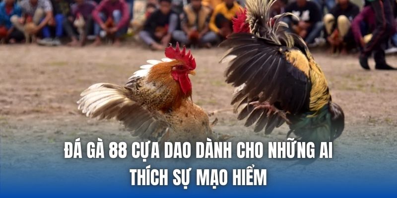 Đá gà 88 cựa dao dành cho những ai thích sự mạo hiểm
