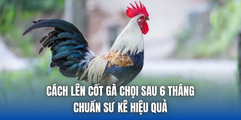 Cách Lên Cốt Gà Chọi Sau 6 Tháng Chuẩn Sư Kê Hiệu Quả